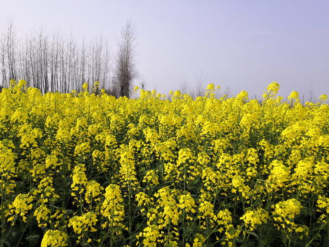 油菜花