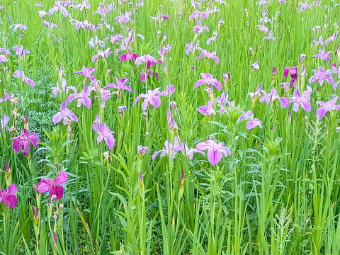 鸢尾花