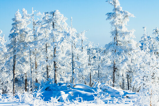 茂密原始森林雾凇雪景