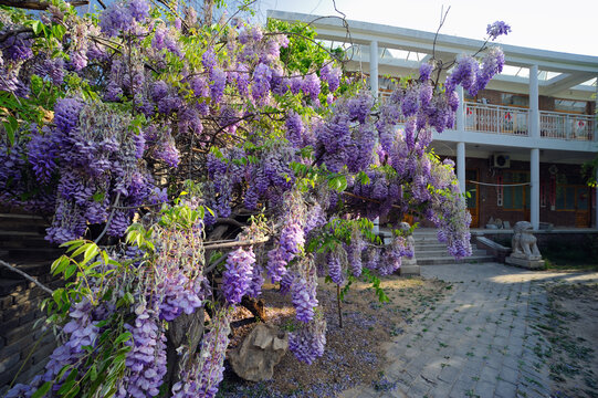 小院紫藤花