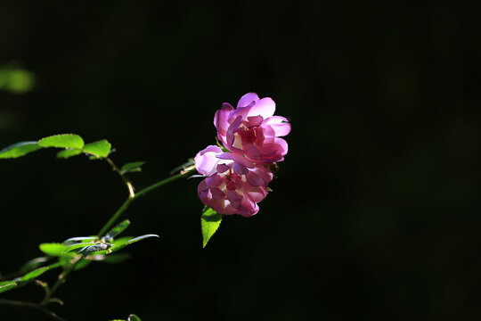 蔷薇花开