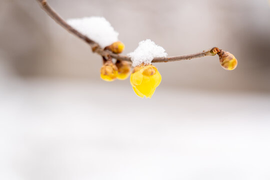 雪压腊梅