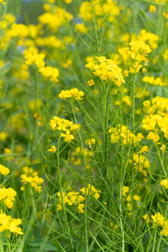 油菜花开