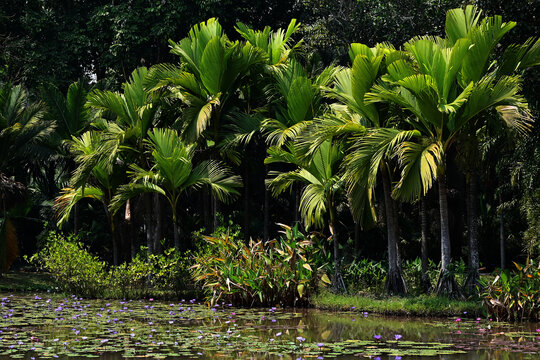 西双版纳热带植物雨林