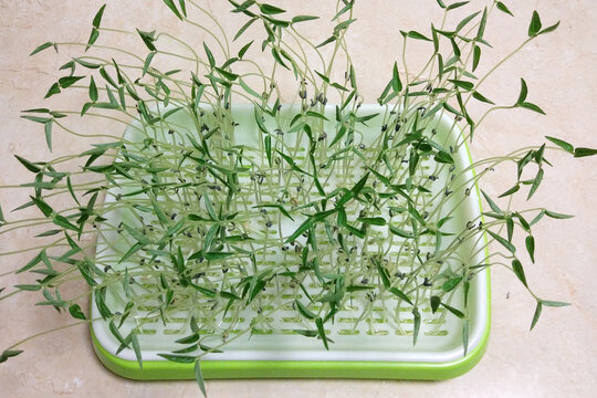 泡发绿豆芽