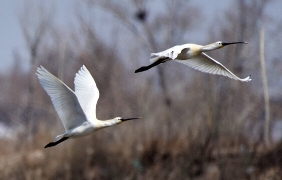 河北洋河栖息的白琵鹭