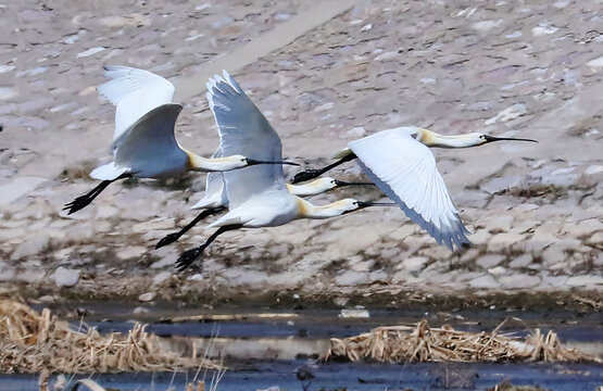 河北洋河栖息的白琵鹭