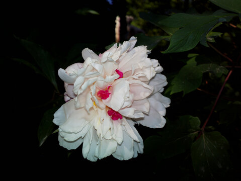 芍药