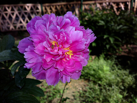 芍药
