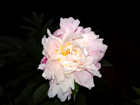 芍药
