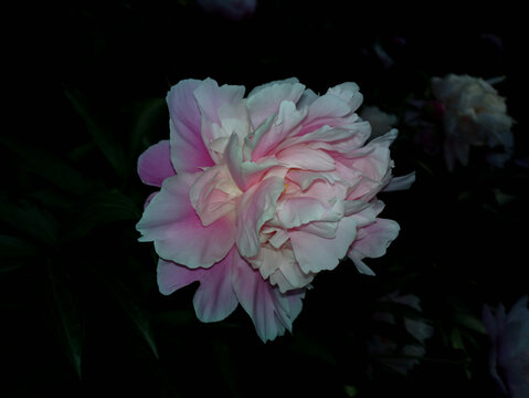 芍药