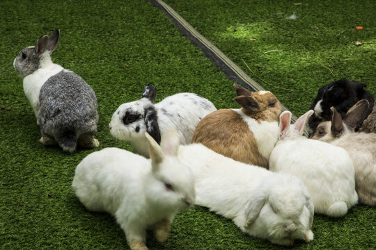 兔子养殖