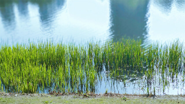 河边