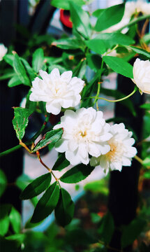 木蔷花