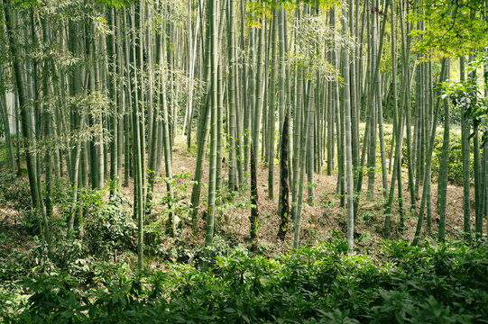 杭州宝石山风景区