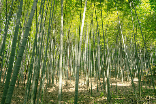 杭州宝石山风景区