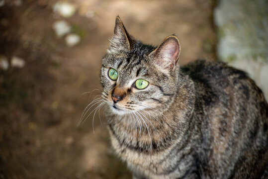 狸花猫特写