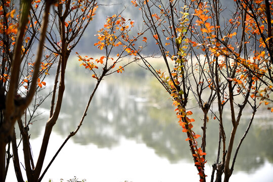 湿地秋天彩色的树
