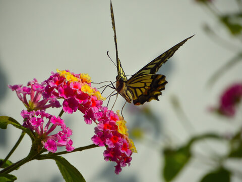 蝴蝶与鲜花