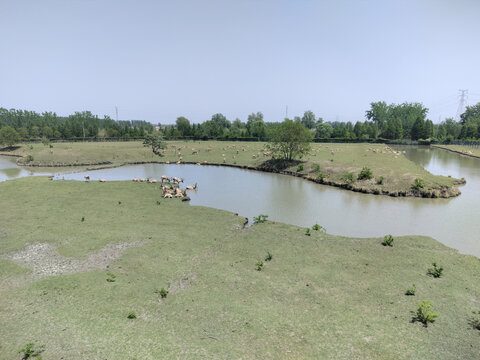 溱湖风景区湿地公园麋鹿家园