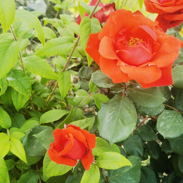 月季花