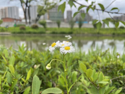 小雏菊