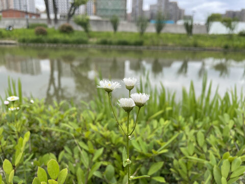 小雏菊