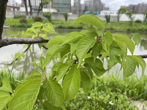 山樱花