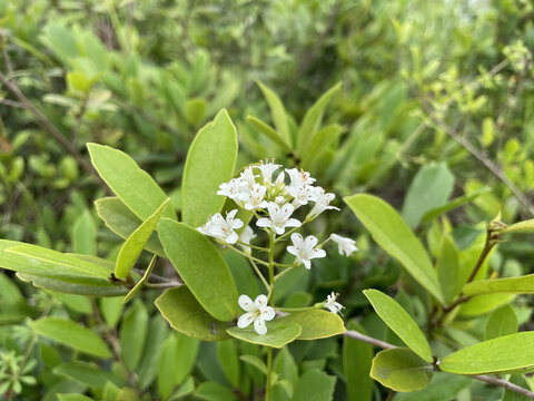 泽珍珠菜