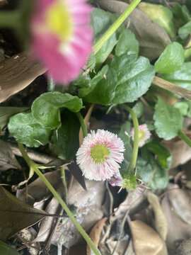 小雏菊