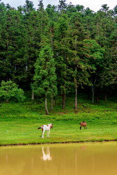 中国重庆武隆仙女山公园内的马