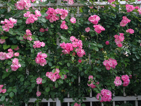 蔷薇花围墙