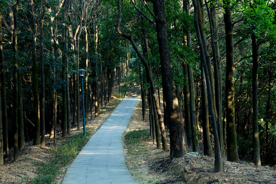 树林步道