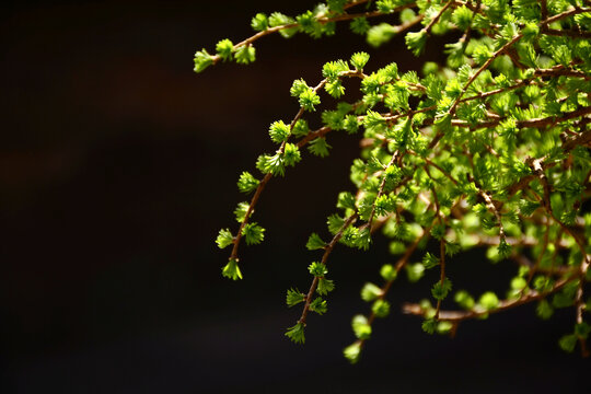 落叶松嫩芽