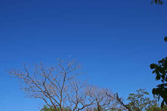 古树蓝天和月亮