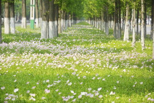 水杉林花海