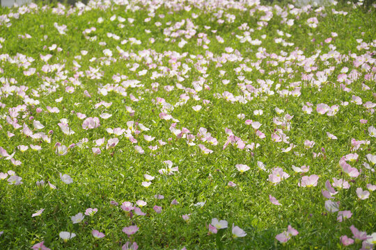 阳光花丛