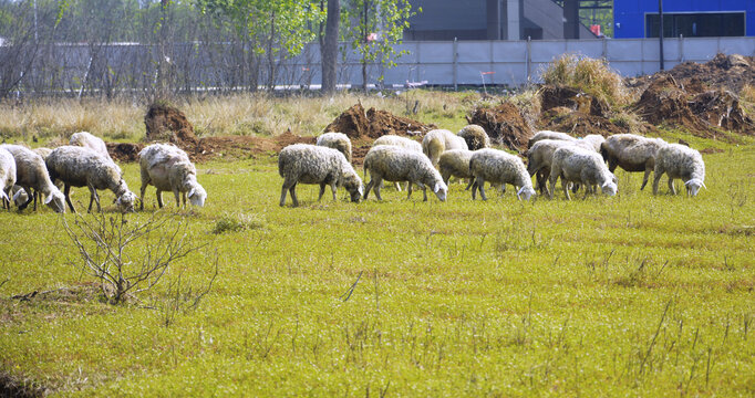 吃草的羊群