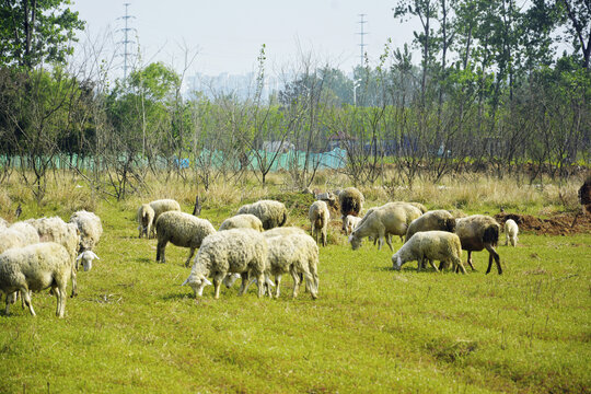 吃草的羊群
