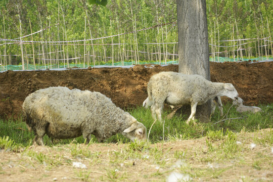 吃草的绵羊