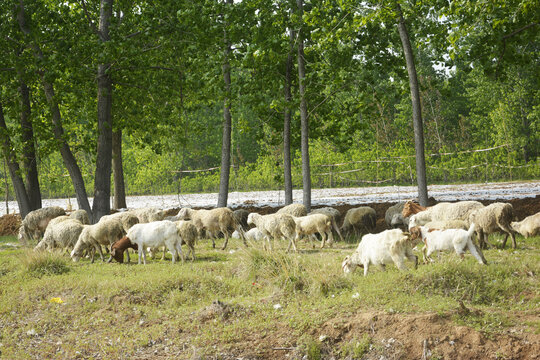 放养的羊群