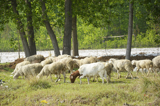 农家牧羊