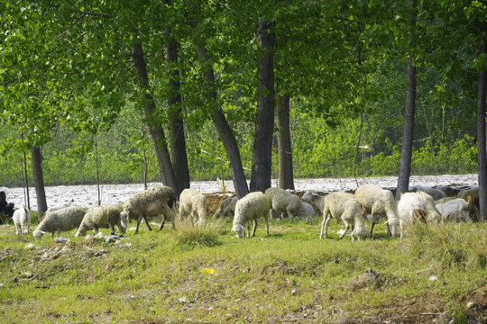 农家养羊