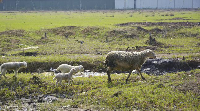 母羊和小羊羔