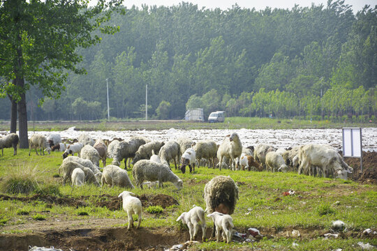 一群吃草的羊