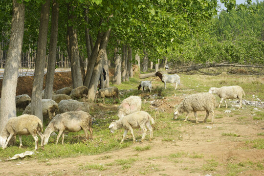农家牧羊