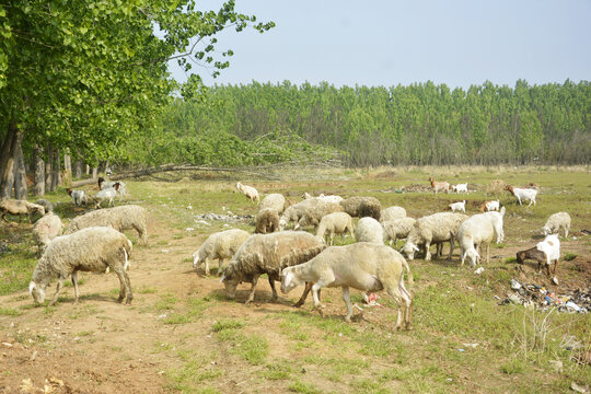 农户放羊
