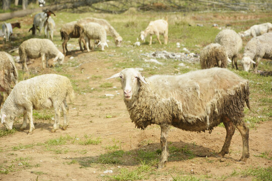 农家绵羊