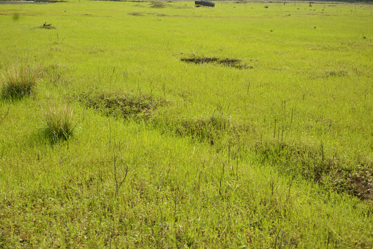 野草地