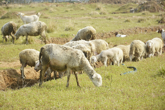 乡村养羊